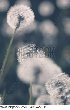 White Dandelion Blow-balls In The Evening Light