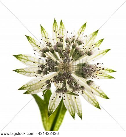 Great Masterwort Flower Isolated On White Background