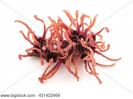 Hamamelis Red Flower Isolated On White Background