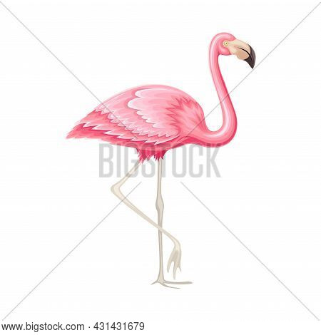 Pink Flamingo As Exotic Tropical Bird With Long Neck And Legs Vector Illustration