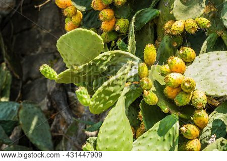 A Cactus That Descends Along The Wall Of The Promenade In Igalo, Montenegro.