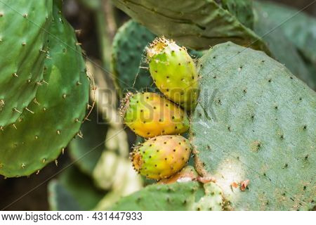 A Cactus That Descends Along The Wall Of The Promenade In Igalo, Montenegro.