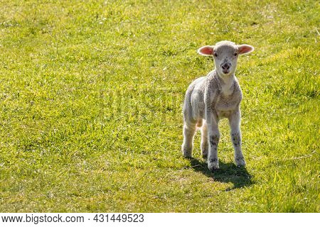 Closeup Of A Curious Newborn Lamb Bleating On Green Grass Meadow With Copy Space
