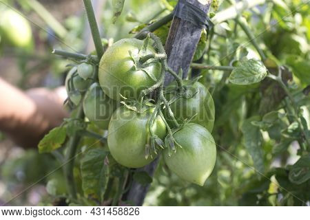 Young Fresh And Green Tomatoes On The Tree In The Garden. Closeup Of Tomato Tree Growing In Field.
