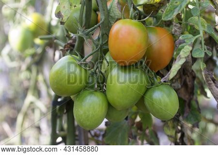 Orange And Green Tomato Fruits On Tree. Young Fresh And Green Tomatoes Growth On The Tree In The Gar