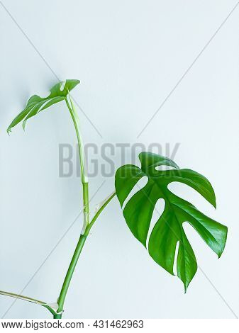 Rhaphidophora Tetrasperma Or Mini Monstera Indoor Plant