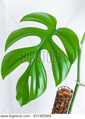 Rhaphidophora Tetrasperma Or Mini Monstera Indoor Plant