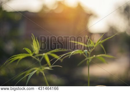 Green Marijuana Tree Cannabis Plant Narcotic Herbal In Greenhouse. Hemp Leaf Made Cannabis Crude Oil