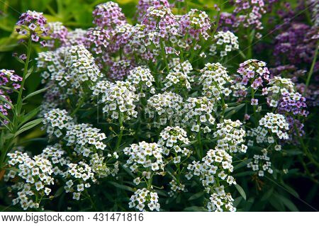 Closeup Chot Of Sweet Alyssum Flower - Lobularia Maritima, Nice Flower Background.
