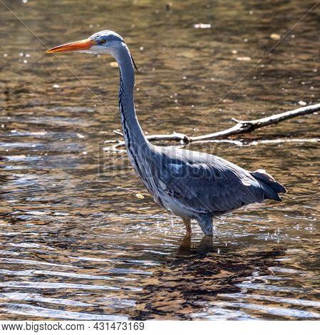 Grey Heron, Ardea Cinerea, A Massive Gray Bird Wading Through A Flat Lake Searching For Fish, With F