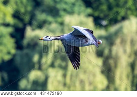 The Bar-headed Goose Flying Over A Lake At Munich. Anser Indicus Breeds In Central Asia In Colonies 