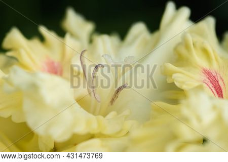 Extreme Close-up Of The Gladiolus Inflorescence With Pistils And Stamens In Detail And Very Close.