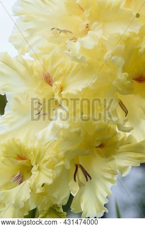 Gladiolus Inflorescence With Pistils And Stamens In Detail