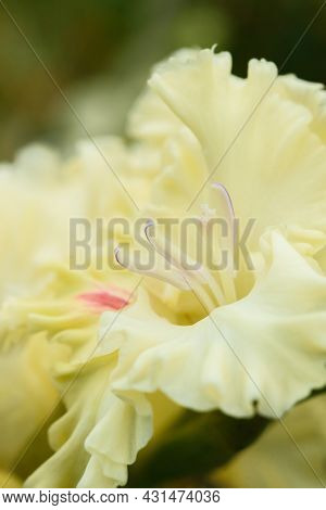 Gladiolus Inflorescence With Pistils And Stamens In Detail