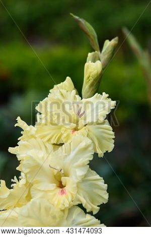 Gladiolus Inflorescence With Pistils And Stamens In Detail