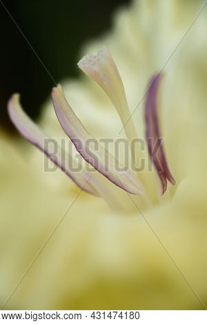 Gladiolus Inflorescence With Pistils And Stamens In Detail