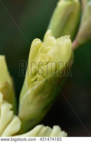 Gladiolus Inflorescence With Pistils And Stamens In Detail