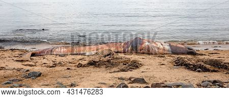 Large Dead Sperm Whale Washup Up On A Beach On Iceland, Snaefellsnes