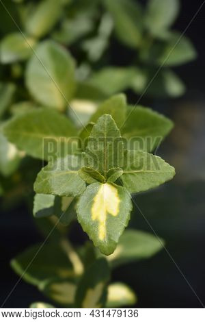 Wintercreeper Blondy Leaves - Latin Name - Euonymus Fortunei Blondy