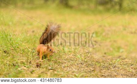 Young Red Squirrel Is Standing On A Forest Edge On A Cloudy Day.
