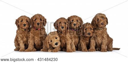 Row Of Seven Adorable Red 8 Weeks Young Cobberdog Aka Labradoodle Puppies, Sitting All Beside Each O