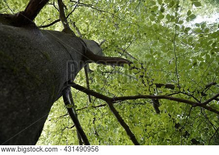 Landscape Nature Forest Photo With Trees And Leaves