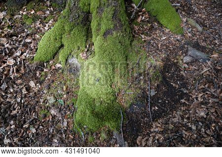 Landscape Nature Forest Photo With Trees And Leaves