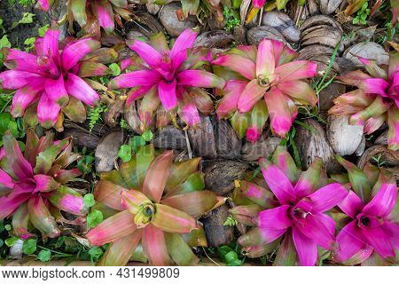 Bromeliad (vriesea) Tropical Plant Colorful Bromeliad Leaves In The Garden