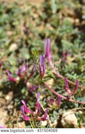 Illyric Montpellier Milk Vetch - Latin Name - Astragalus Monspessulanus Subsp. Illyricus
