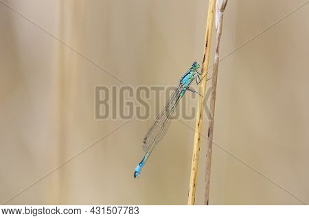 Ischnura Elegans. Damselfly Male, Sitting Motionless On Dry Grass. Waiting For Prey. Blurred Light B