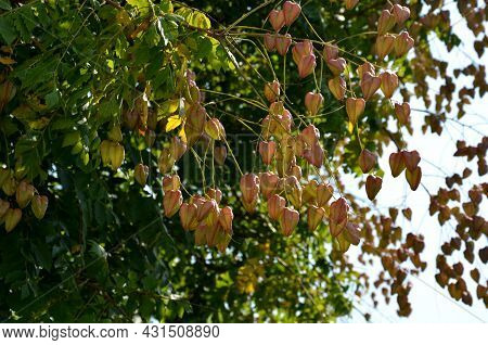 It Sprouts Bronze-pink, Has A Fresh Green Color In Summer And Turns Fiery Orange In Autumn And Then 