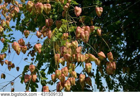 It Sprouts Bronze-pink, Has A Fresh Green Color In Summer And Turns Fiery Orange In Autumn And Then 