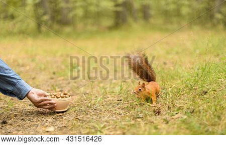 Squirrel Is Standing Next To A Bowl Of Hazelnuts In A Forest.