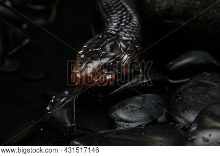 Drymarchon On On The Stones, Black Background Of Cameos, Fog. Snake Art