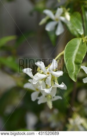 Star Jasmine - Latin Name - Trachelospermum Jasminoides