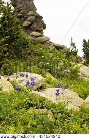 Large Kurum Stones Lie In The Forest In The Mountains, Stones Covered With Moss, Against The Backgro