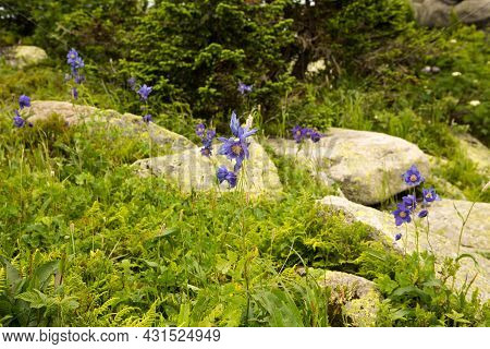 Large Kurum Stones Lie In The Forest In The Mountains, Stones Covered With Moss, Against The Backgro