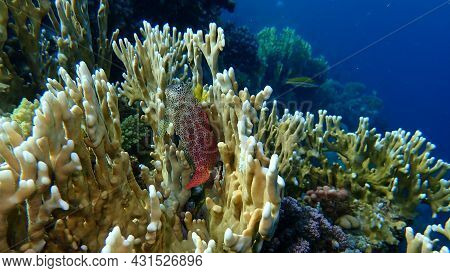Leopard Blenny (exallias Brevis) Undersea, Red Sea, Egypt, Sharm El Sheikh, Nabq Bay