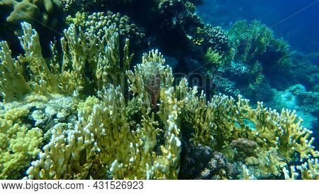 Leopard Blenny (exallias Brevis) Undersea, Red Sea, Egypt, Sharm El Sheikh, Nabq Bay