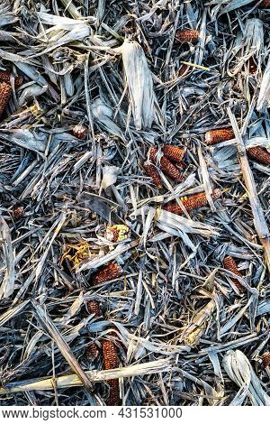Corn Cob On The Ground, Leftovers For Gleaning In Harvested Cultivated Field