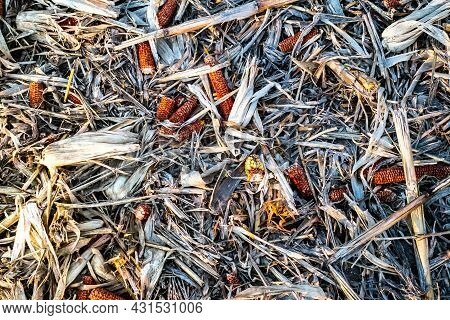Corn Cob On The Ground, Leftovers For Gleaning In Harvested Cultivated Field