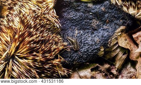 Dead Hedgehog Carcass In The Forest With Larva Of Carrion Beetle
