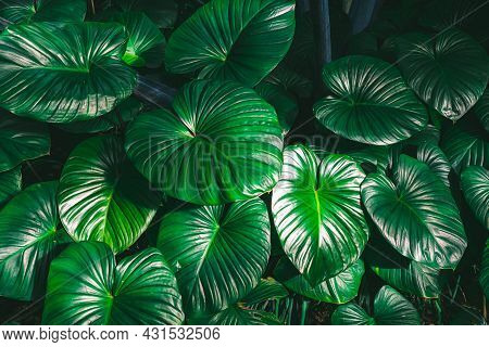 King Of Heart Homalomena Rubescens Roxb Green Leaves Tropical Plant  Nature Background