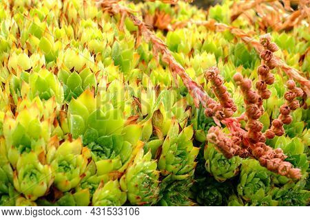Small Red Flowers With Green Leaves With Red And Yellow Peaks