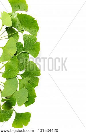 Frame From Green Leaves Of Ginkgo Biloba With Water Drops Isolated On White Background.