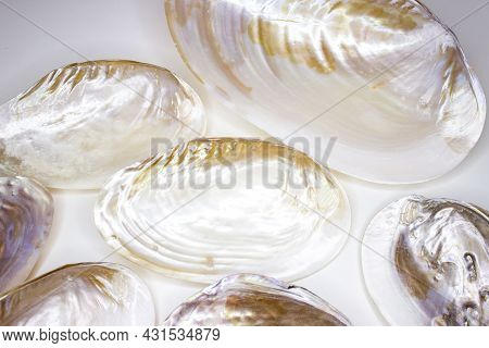 Common Pearl Mussel Or European River Pearl Mussel (lat.margaritifera). Bivalve Mollusk From The Ord