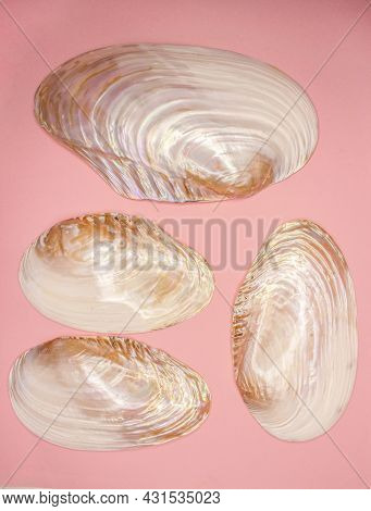 The Common Pearl Mussel Or European River Pearl Mussel (lat.margaritifera Margaritifera) Is A Specie