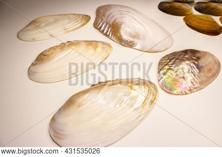 The Common Pearl Mussel Or European River Pearl Mussel (lat.margaritifera Margaritifera) Is A Specie