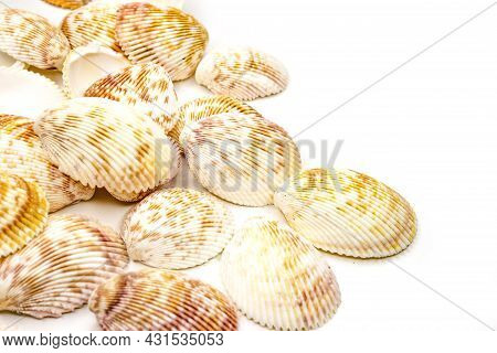 Set Of Seashells Vasticardium Elongatum. White With Mottled Brown-yellow Color. Rounded Elongated Sh