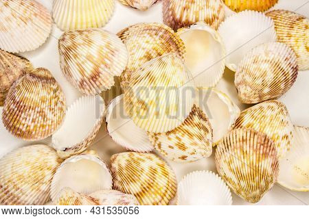 Set Of Seashells Vasticardium Elongatum. White With Mottled Brown-yellow Color. Rounded Elongated Sh